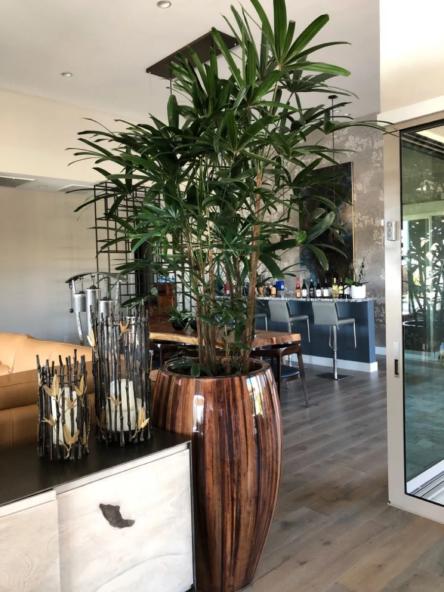 Giá trị thẩm mỹ của cây trúc mây _Green Homes